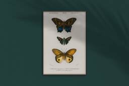 Different Types Of Butterflies Wall Art - 1806-1876. Professional Print Quality Poster Art - thumbnail 1