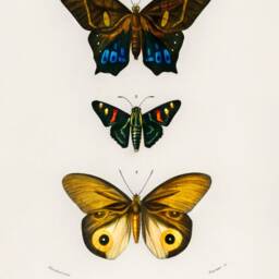 Different Types Of Butterflies Wall Art - 1806-1876. Professional Print Quality Poster Art - thumbnail 3