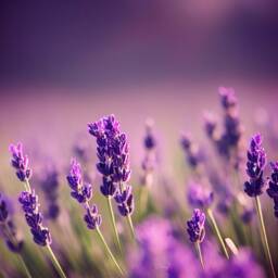 Lavender - Single-Note Aromatherapy Candle Pure, Therapeutic-Grade Essential Oil Soy Wax in Ceramic Jar - thumbnail 2