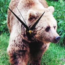 Bear Wall Clock - Decoupage Photo Brown Wild Animal Round 10'' - thumbnail 3
