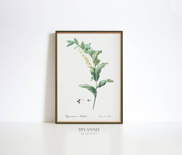 Solomon's Seal Botanical Print Antique Wildflower Illustration - image 1