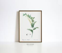 Solomon's Seal Botanical Print Antique Wildflower Illustration - thumbnail 1