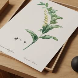 Solomon's Seal Botanical Print Antique Wildflower Illustration - thumbnail 2