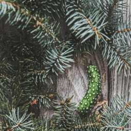 Ceramic Christmas Tree Pickle Ornament - German Cucumber Holiday Decoration - thumbnail 2