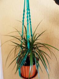 Macrame Plant Holder 28 Inches 3mm - Green Strong Hanging Planter Indoor Outdoor Macrame Wall Hanging Planter Pattern - thumbnail 1
