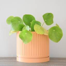 "Jetsetter Planter With Drainage & Saucer in Orange Sherbet, Unique 3D-Printed Plant Pot, Small To Large Sizes 4"" 5"" 6"" 7"" 8" - thumbnail 2