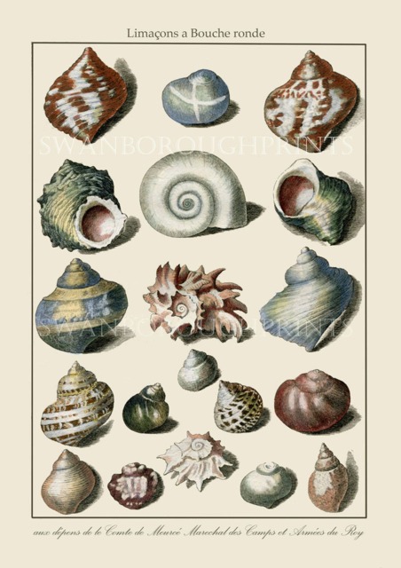 Sea Shell Gicl??e Print Showing 19 Shells Of Various Colours, Originally Hand Coloured By Us, Then Printed For Our Shop - image 1