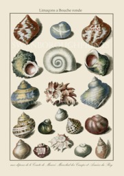 Sea Shell Gicl??e Print Showing 19 Shells Of Various Colours, Originally Hand Coloured By Us, Then Printed For Our Shop - thumbnail 1