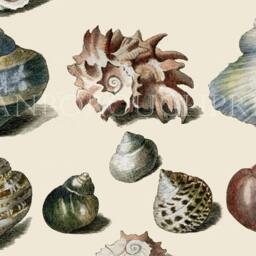 Sea Shell Gicl??e Print Showing 19 Shells Of Various Colours, Originally Hand Coloured By Us, Then Printed For Our Shop - thumbnail 3
