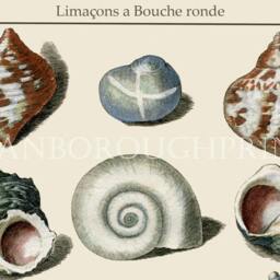 Sea Shell Gicl??e Print Showing 19 Shells Of Various Colours, Originally Hand Coloured By Us, Then Printed For Our Shop - thumbnail 2