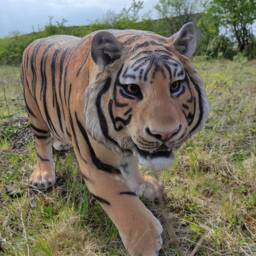 Vivid Arts - Life Size Prowling Tiger