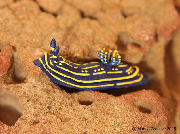Feli The Nudibranch - Felimare Picta - image 1