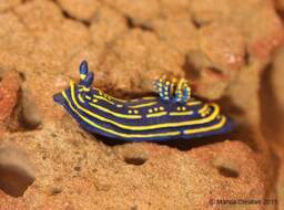 Feli The Nudibranch - Felimare Picta - thumbnail 1
