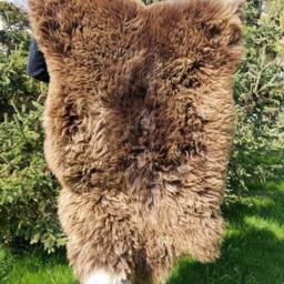 Sheepskin Rug Scandinavian Soft Dense Wool Brown Color 100% Natural - thumbnail 4