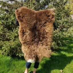Sheepskin Rug Scandinavian Soft Dense Wool Brown Color 100% Natural - thumbnail 3