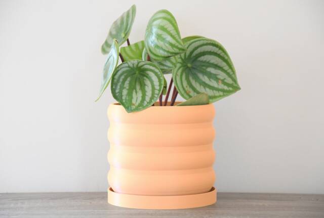 "Bubbly Planter With Drainage & Saucer in Orange Sherbet, Unique 3D-Printed Plant Pot, Small To Large Sizes 4"" 5"" 6"" 7"" 8" - image 1