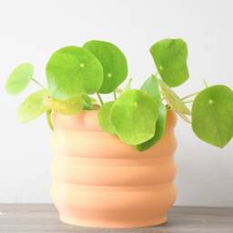 "Bubbly Planter With Drainage & Saucer in Orange Sherbet, Unique 3D-Printed Plant Pot, Small To Large Sizes 4"" 5"" 6"" 7"" 8" - thumbnail 3