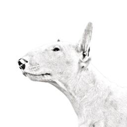 Bull Terrier - Wooden Stand For Candles/Pens With The Image Of A Dog New Collection - thumbnail 2