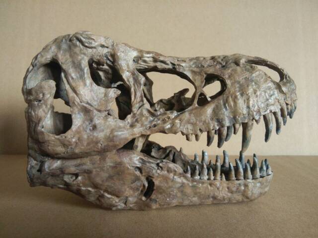 New, 17cm???dinosaur Model/T-Rex Skull Small Model Xb-18101 - image 1