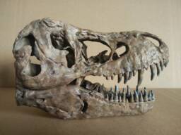 New, 17cm???dinosaur Model/T-Rex Skull Small Model Xb-18101 - thumbnail 1