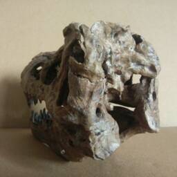 New, 17cm???dinosaur Model/T-Rex Skull Small Model Xb-18101 - thumbnail 3