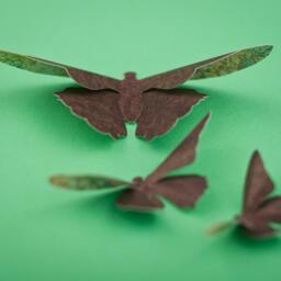 Brown Boho Butterfly Nursery Wall Art in Chocolate Damask, Earth Child Decor - thumbnail 2