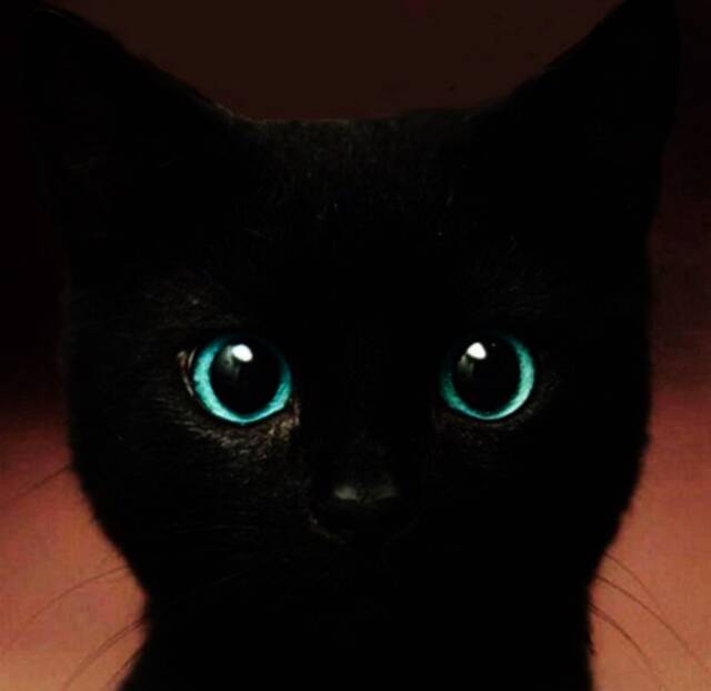 Black Cat Art Print Blue Eyes, Vintage Wire Hanger - 4x5