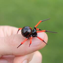 Glass Spider Figurine, Blown Spider, Halloween, Blown Glass Art - thumbnail 2