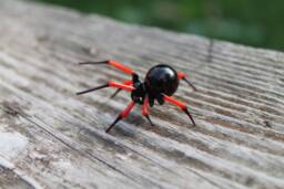 Glass Spider Figurine, Blown Spider, Halloween, Blown Glass Art