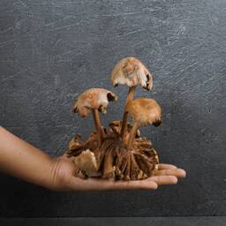 Handmade Wood Carved Mushroom Sculpture Exotic Fungi Art, Home Decor 5 - thumbnail 4