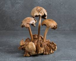 Handmade Wood Carved Mushroom Sculpture Exotic Fungi Art, Home Decor 5 - thumbnail 1