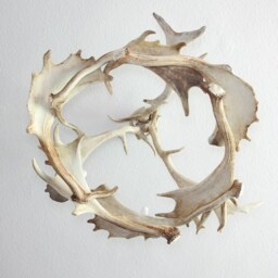 Real White Antler Chandelier in Modern Style - thumbnail 4