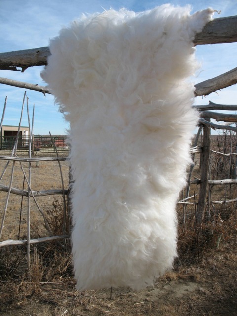 Sheep Wool Pelt, Motorcycle Seat Cover , Baby Snuggle Rug, Bedside Rug, Chair Or Cover, Arthritis Relief, Natural Oil Healing Properties - image 1