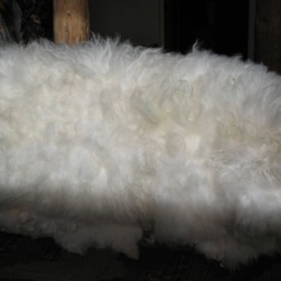 Sheep Wool Pelt, Motorcycle Seat Cover , Baby Snuggle Rug, Bedside Rug, Chair Or Cover, Arthritis Relief, Natural Oil Healing Properties - thumbnail 2