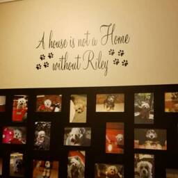 A House Is Not A Home Without Dog/Cat Pet - Vinyl Wall Quote Decal Adhesive Removable Art With Paw Prints - thumbnail 2