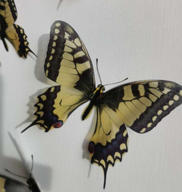 3D Swallowtail Butterfly Wall Decor Removable Flying Butterflies, Set Of 4 - image 1
