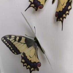 3D Swallowtail Butterfly Wall Decor Removable Flying Butterflies, Set Of 4 - thumbnail 2