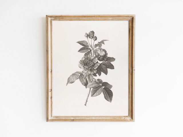 Rose De Provins - Vintage Sketch Of French Roses in Black & White On Cream Background Sizes 8x10 9x12 5x7 - image 1