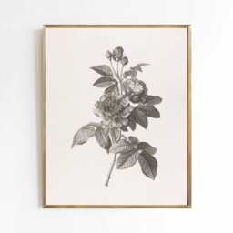 Rose De Provins - Vintage Sketch Of French Roses in Black & White On Cream Background Sizes 8x10 9x12 5x7 - thumbnail 2