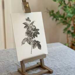 Rose De Provins - Vintage Sketch Of French Roses in Black & White On Cream Background Sizes 8x10 9x12 5x7 - thumbnail 3