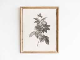 Rose De Provins - Vintage Sketch Of French Roses in Black & White On Cream Background Sizes 8x10 9x12 5x7 - thumbnail 1