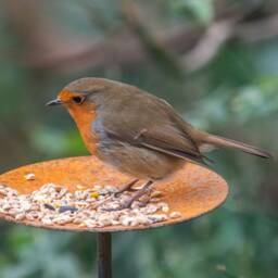 Rusty Metal Bird Feeder - Garden Feeding Platform Station Stake Wildlife Decor - thumbnail 4