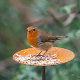 Rusty Metal Bird Feeder - Garden Feeding Platform Station Stake Wildlife Decor - thumbnail 2