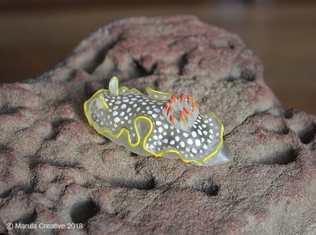 Ardea The Nudibranch - Ardeadoris Undaurum - image 1
