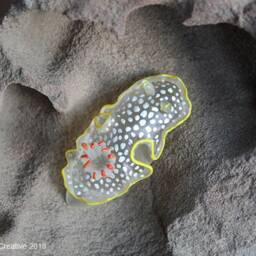 Ardea The Nudibranch - Ardeadoris Undaurum - thumbnail 2