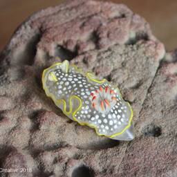 Ardea The Nudibranch - Ardeadoris Undaurum - thumbnail 4