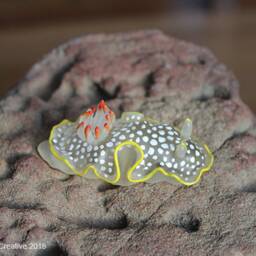Ardea The Nudibranch - Ardeadoris Undaurum - thumbnail 3