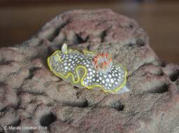 Ardea The Nudibranch - Ardeadoris Undaurum - thumbnail 1