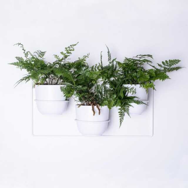Davalia Wall Planter For 3 Plants, Metal Plant Holder, Modern Indoor Hanging Planter, Wandpflanzenhalter, Portapiante Da Parete - image 1