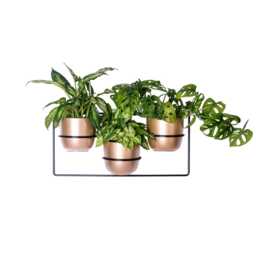 Davalia Wall Planter For 3 Plants, Metal Plant Holder, Modern Indoor Hanging Planter, Wandpflanzenhalter, Portapiante Da Parete - thumbnail 3